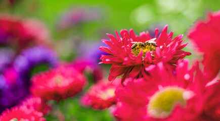 two bees next to each other on colorful flowers in the garden
- 512538532