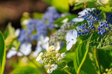 紫陽花