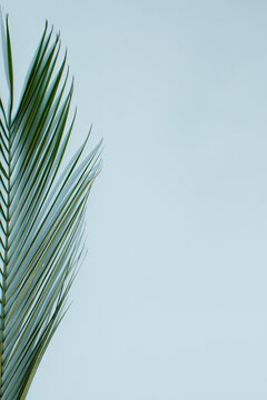Half of palm leaf on bright blue background with copy space. Minimal summer concept. Tropical vacation flat lay idea.