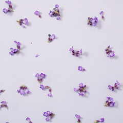 Pattern made of blooming lavender flower head on pastel purple background. Minimal monochromatic floral concept.