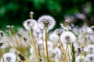 a field of the dandelions with white seeds and blurred dark green background
