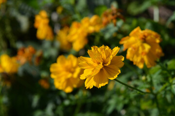 Yellow cosmos flower on blurred background of flower bed in the garden