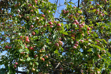 Apple tree strewn with ripe apples in a fruitful year