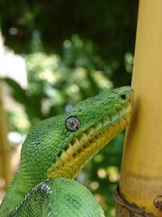 serpiente en la selva del peru