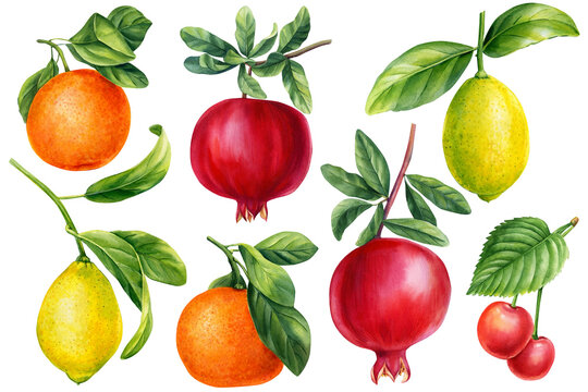 Set ripe fruits, orange, sweet cherry, pomegranates and lemon. Watercolor botanical painting 