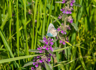 Butterfly sits on a pink flower, macro photo, greenery background - Powered by Adobe