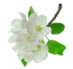 Spring blossom: branch of a blossoming apple tree.  isolated.  Apple trees flowers. Spring flowering of trees.