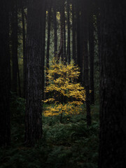 Obraz premium Autumn forest in the morning.