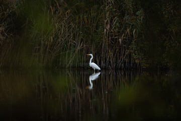 Great Egret reflection.