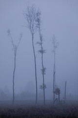Trees in fog