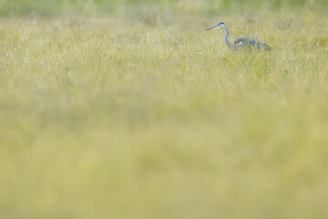 Obraz na płótnie Canvas Heron in the grass.
