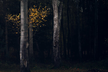 Obraz premium Autumn in the woods