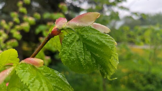 photo of young birch leaves blooming