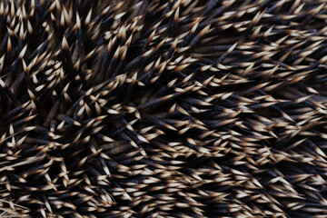 Close-up of a hedgehog.