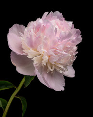 Beautiful pink-white blooming peony with stem and leaves isolated on black background. Studio close-up shot.