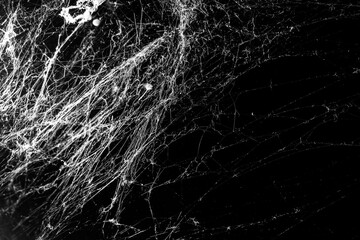 spider web on a dark background