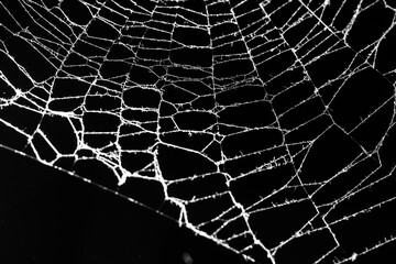 spider web on a dark background