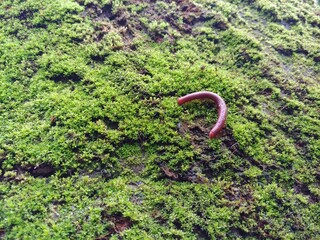 A millipede moving on green fungus