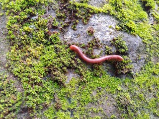 A millipede moving on green fungus