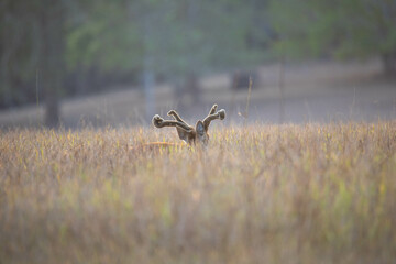 deer, animal, wildlife, mammal, antelope, nature, wild, elk, stag, antlers, buck, waterbuck, impala, park, grass, horns, bull, kudu, safari, horn, animals, antler, rut, red, brown