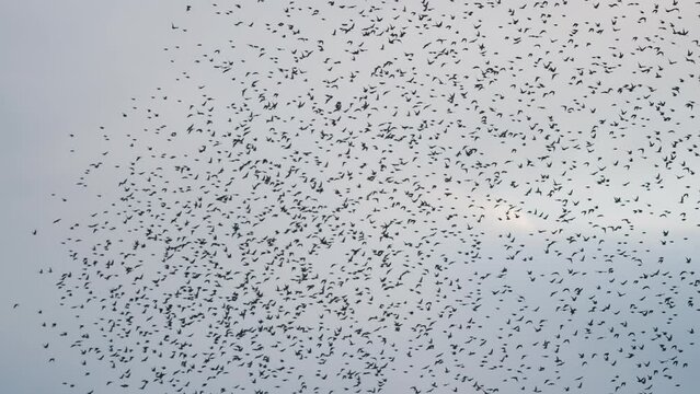 A massive flock of small birds creates various shapes and patterns in the pale sky.