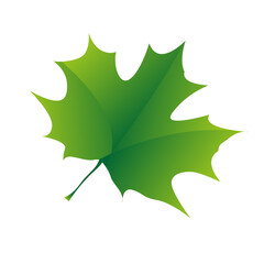 Naklejka premium A natural green maple leaves on white background. Isolated maple leaves in illustration design