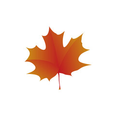 an isolated golden maple leaf on white background. summer maple leaf in autumn season