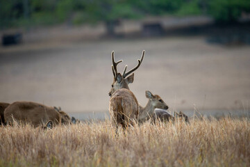 Obraz premium deer, animal, elk, wildlife, mammal, nature, antlers, wild, antelope, stag, grass, buck, red, bull, park, autumn, antler, animals, brown, bull elk, grazing, safari, horns, outdoors, wilderness