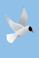
A vector illustration of a Black-headed gull. The bird is flying in the air and both its wings are raised. The bird is looking to the right. Blue background.