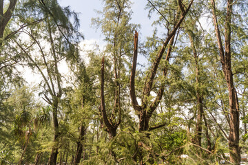 The danger of wind storms breaking trees, Phuket National Park, focus on Phuket, Thailand.