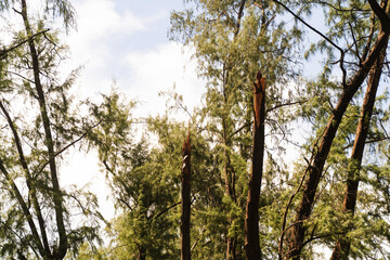 The danger of wind storms breaking trees, Phuket National Park, focus on Phuket, Thailand.