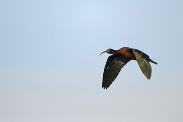 Glossy ibis // Brauner Sichler (Plegadis falcinellus) - Greece // Griechenland
