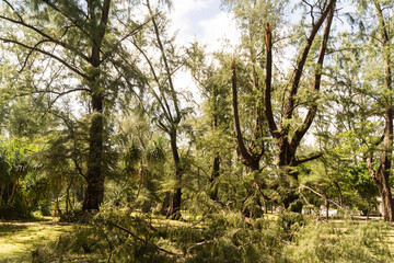 The danger of wind storms breaking trees, Phuket National Park, focus on Phuket, Thailand.