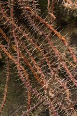 Dried prickly shoots close up