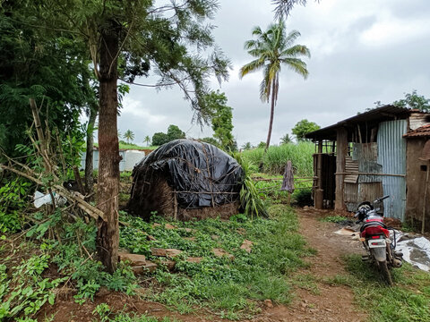 Stock photo Indian sugarcane farmland surrounded with green trees and plants.haystack or dry grass cover with black color plastic, small handmade shelter near farm with parked bike at Kolhapur, India