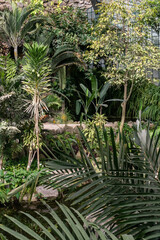 Fototapeta na wymiar Greenhouse with tropical plants inside view