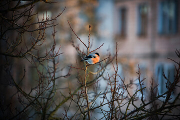 bird on a branch