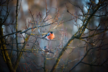 bird on a branch