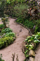 Ducks walk in the park with tropical plants