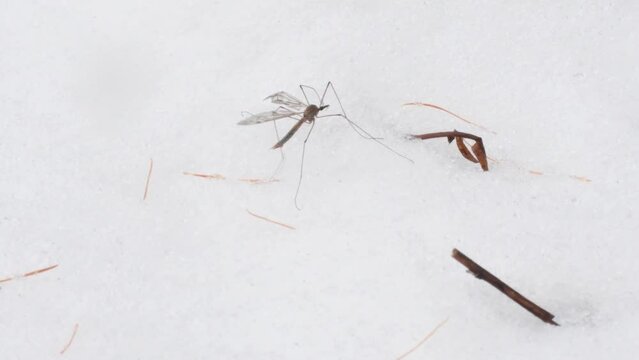 CRANE FLY in the snow
