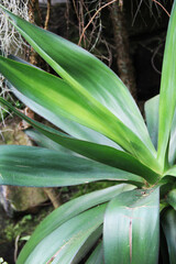 Obraz premium Mix of plants in the botanical garden.