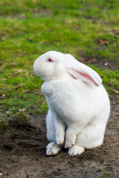 White rabbit. Rabbit On Grassy Field