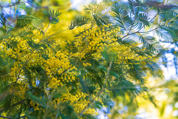Closeup Of Yellow Acacia (Mimosa) Trees On The Nature