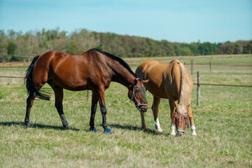 Obraz na płótnie Canvas Horses at horse farm. Country summer landscape