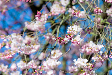 Beautiful cherry blossom sakura in spring. Almond pink flowers
