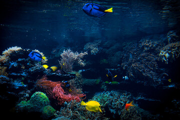 Colorful Tropical Reef Landscape. Life in the ocean