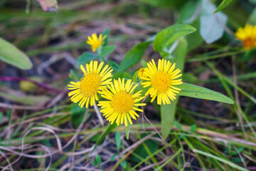 Medicinal plant elecampane on a natural background. Selective focus