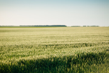 Summer Landscape with Wheat Field and Clouds