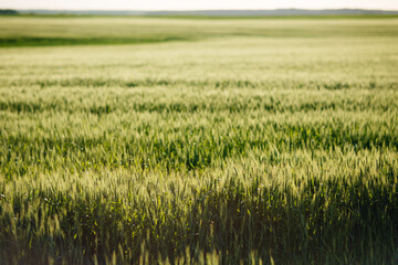Summer Landscape with Wheat Field and Clouds