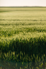 Summer Landscape with Wheat Field and Clouds